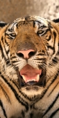 Thailand_TigerTemple_9674