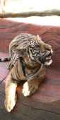 Thailand_TigerTemple_9709