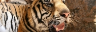 Thailand_TigerTemple_9665_g