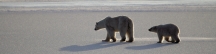 Manitoba_Churchill_PolarB_Day3_1980