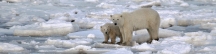 Manitoba_Churchill_PolarB_Day3_2011
