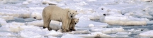 Manitoba_Churchill_PolarB_Day3_2014