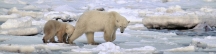 Manitoba_Churchill_PolarB_Day3_2020