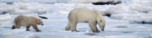 Manitoba_Churchill_PolarB_Day3_2022