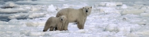 Manitoba_Churchill_PolarB_Day3_2028