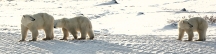 Manitoba_Churchill_PolarB_Day5_1481