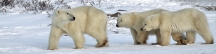 Manitoba_Churchill_PolarB_Day5_2433