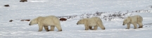 Manitoba_Churchill_PolarB_Day5_2437