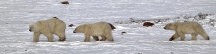 Manitoba_Churchill_PolarB_Day5_2438