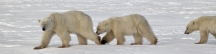 Manitoba_Churchill_PolarB_Day5_2440_m