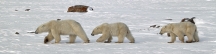 Manitoba_Churchill_PolarB_Day5_2441