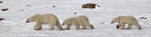 Manitoba_Churchill_PolarB_Day5_2442