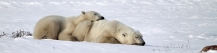 Manitoba_Churchill_PolarB_Day5_2447
