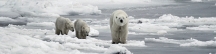 Manitoba_Churchill_PolarB_Day6_2487