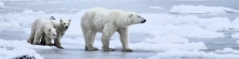 Manitoba_Churchill_PolarB_Day6_2491