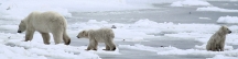 Manitoba_Churchill_PolarB_Day6_2492