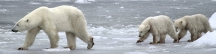 Manitoba_Churchill_PolarB_Day6_2500