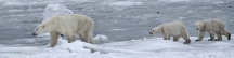 Manitoba_Churchill_PolarB_Day6_2501