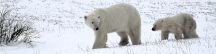 Manitoba_Churchill_PolarB_Day6_2518