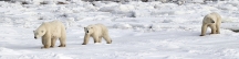 Manitoba_Churchill_PolarBears_1531