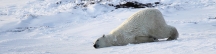Manitoba_Churchill_PolarBears_1654
