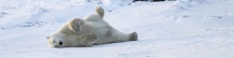 Manitoba_Churchill_PolarBears_1655