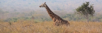 MaasaiGiraffe_2470