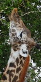 MaasaiGiraffe_6572_v