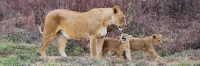Lion&Cubs_5271