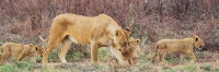 Lion&Cubs_5272