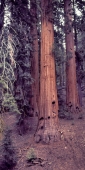 California_39_SequoiaPark_SequoiaGroup_g