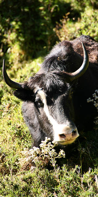 Bhutan_TrongsaToLobesa_9064.jpg