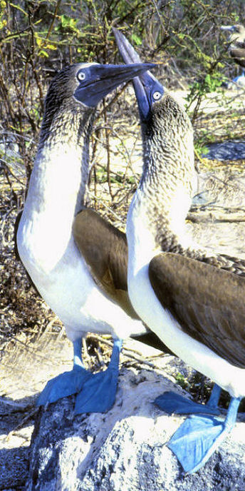 Galapagos_IsletLobos10BFB_g_4100v.jpg