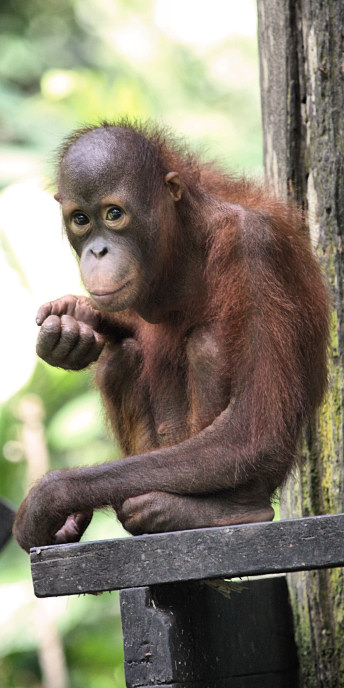 Malaysia_Sepilok_0002.jpg