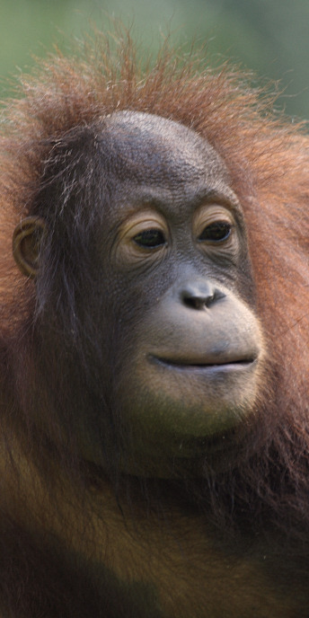 Malaysia_Sepilok_0169.jpg