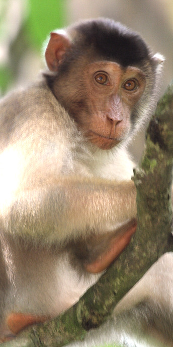 Malaysia_Sepilok_0260.jpg