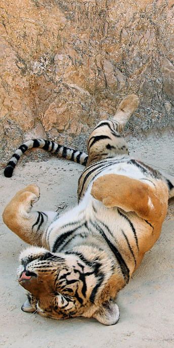 Thailand_TigerTemple_9629_g.jpg