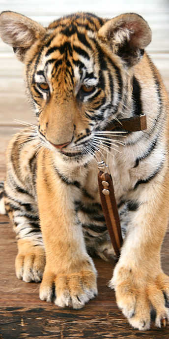 Thailand_TigerTemple_9743.jpg