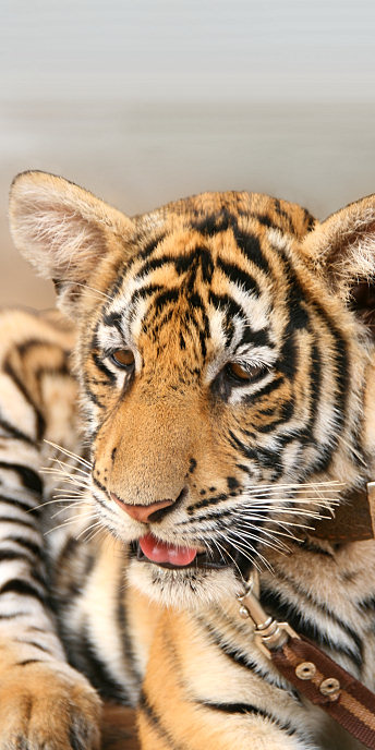 Thailand_TigerTemple_9751.jpg