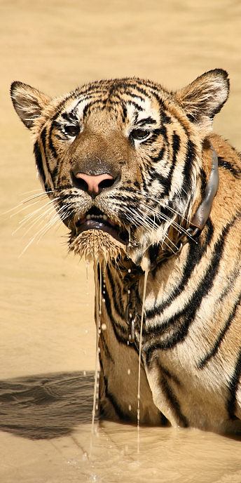 Thailand_TigerTemple_9845.jpg