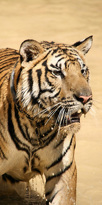 Thailand_TigerTemple_9846.jpg