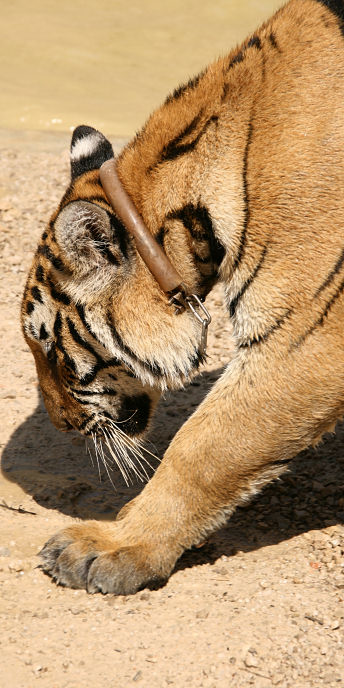Thailand_TigerTemple_9867.jpg