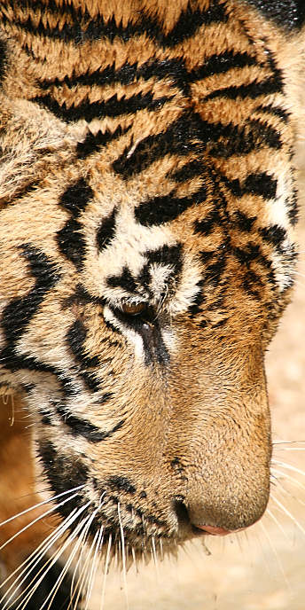 Thailand_TigerTemple_9872.jpg