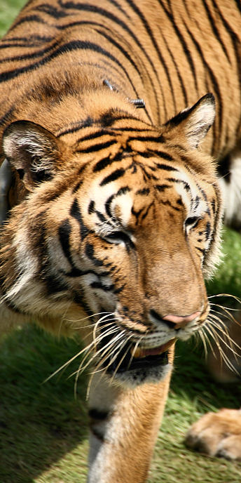 Thailand_TigerTemple_9888.jpg