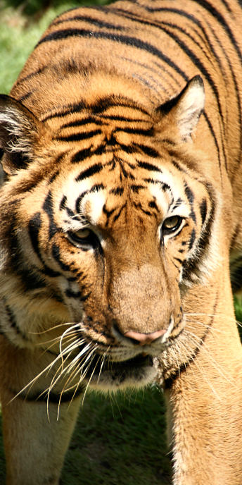 Thailand_TigerTemple_9890.jpg