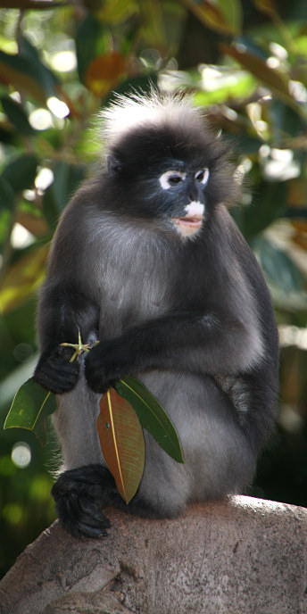 Zoo_0772_DuskyLeafMonkey.jpg