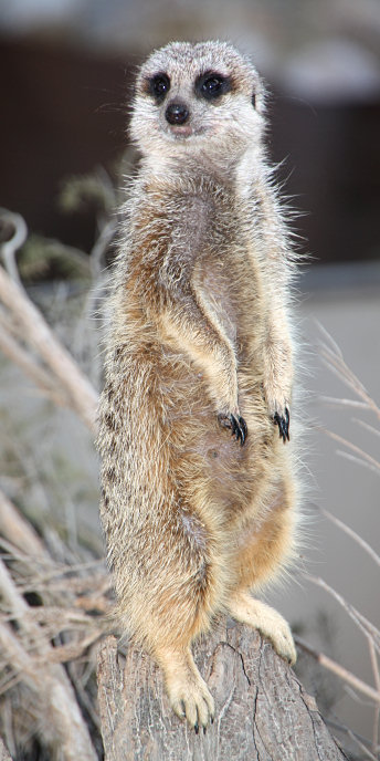 Zoo_0817_Meercat.jpg