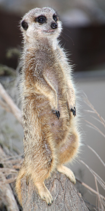 Zoo_0818_Meercat.jpg