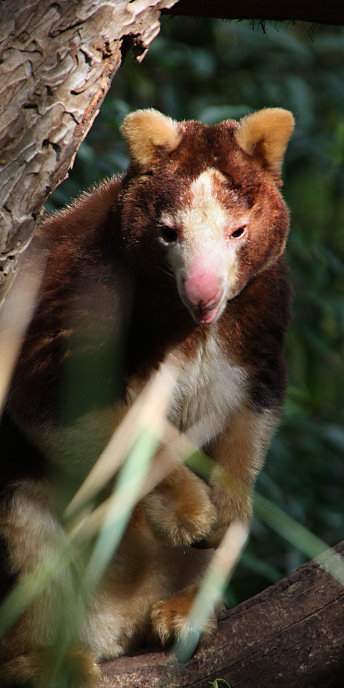 Zoo_0837_Matschie'sTreeKangaroo.jpg