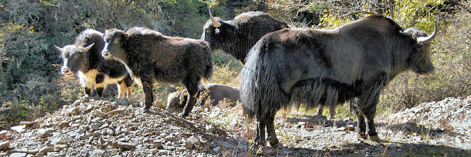Bhutan_TrongsaToLobesa_9073.jpg